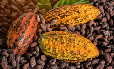 St Lucia Coffee Crop To Cup And Cocoa Bean To Chocolate Bar Tour