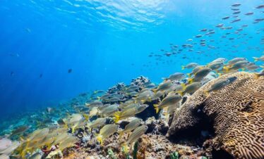 Snorkel Tour At Anse Cochon Marine Reserve